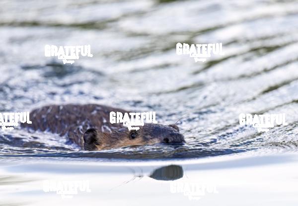 Beaver-1.jpg