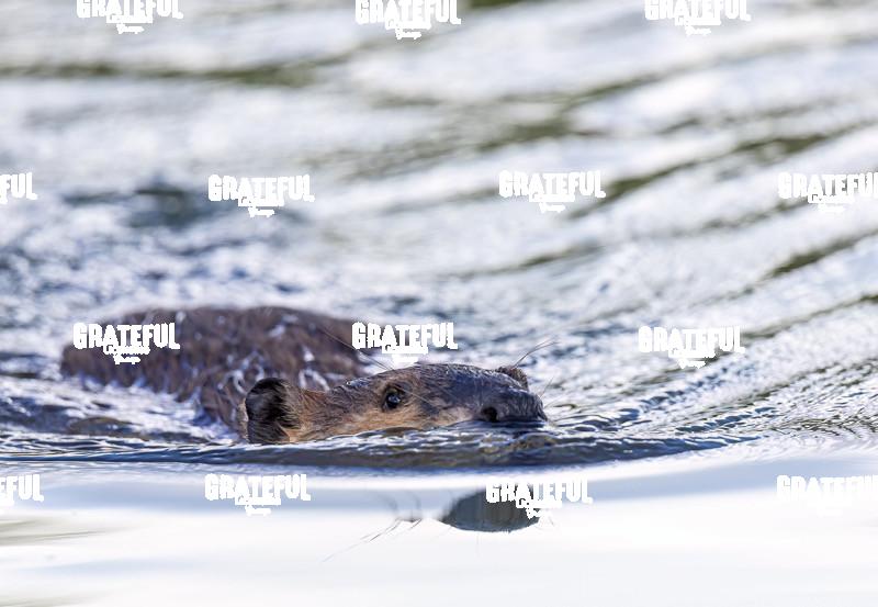 Beaver-1.jpg