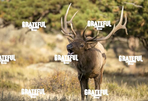 Fall Bull 3-1