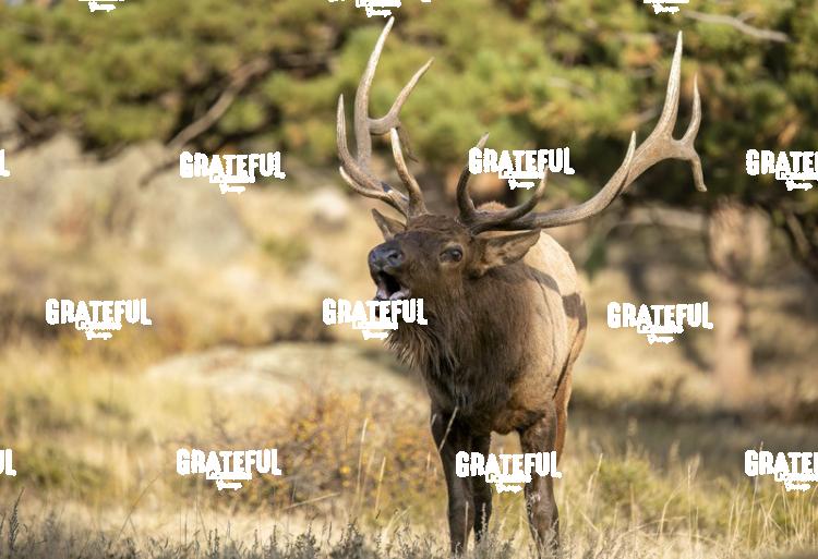 Fall Bull 3-1