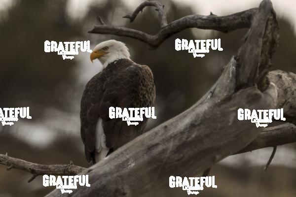 Bald Eagle in Cottonwood Snag-1