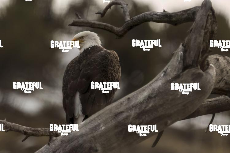 Bald Eagle in Cottonwood Snag-1