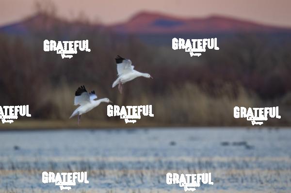 Snow Geese Evening Return