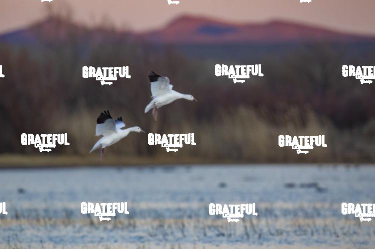 Snow Geese Evening Return