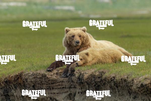 Brown Bear Sow and Cub Lying in the Grass-1