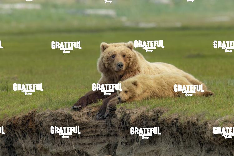 Brown Bear Sow and Cub Lying in the Grass-1