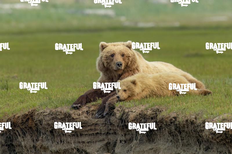 Brown Bear Sow and Cub Lying in the Grass-1