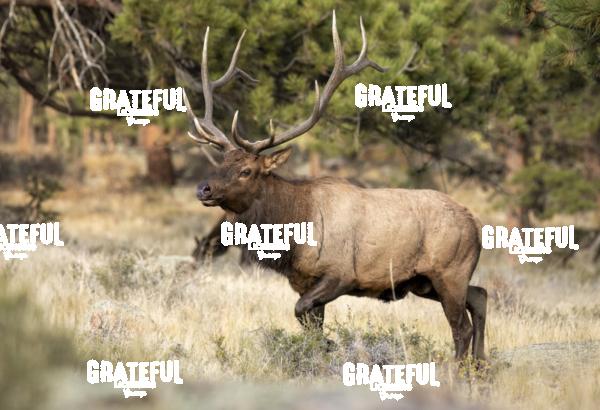 Fall Bull 1-1