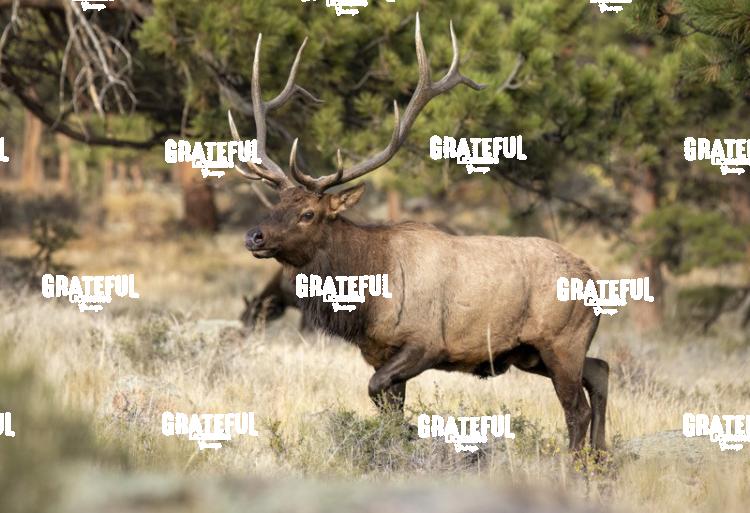 Fall Bull 1-1