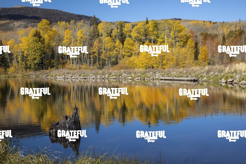 Stump and Fall reflection, Woods Lake, CO-1