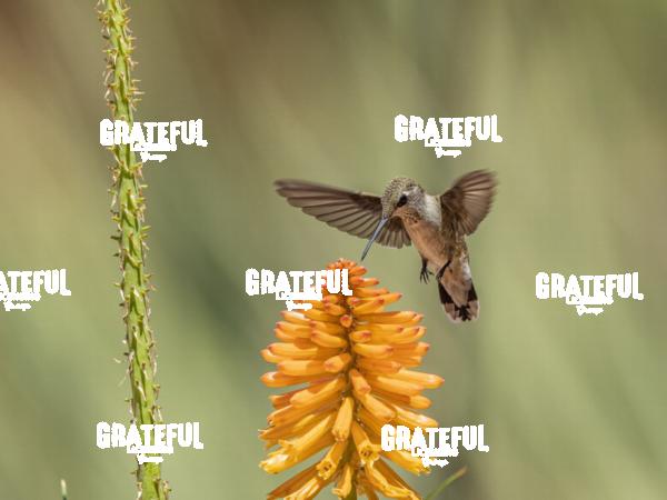 Hummingbird on Orange Flower-1