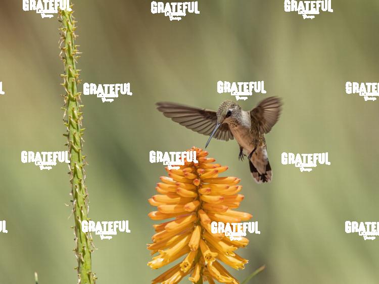 Hummingbird on Orange Flower-1
