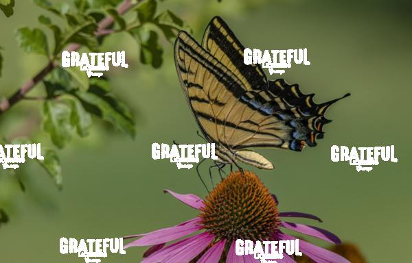 Swallowtail on Purple Coneflower 2-1