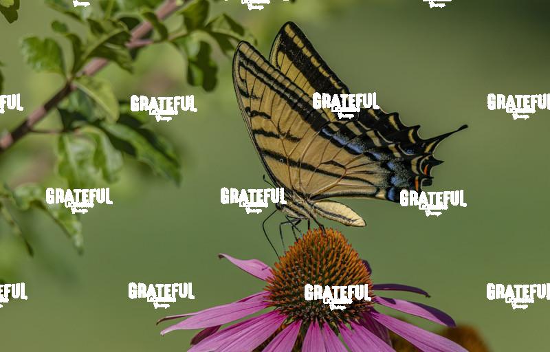 Swallowtail on Purple Coneflower 2-1