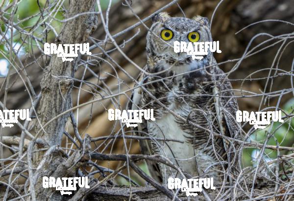 Young Great Horned Owl-1