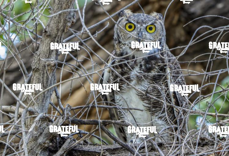 Young Great Horned Owl-1