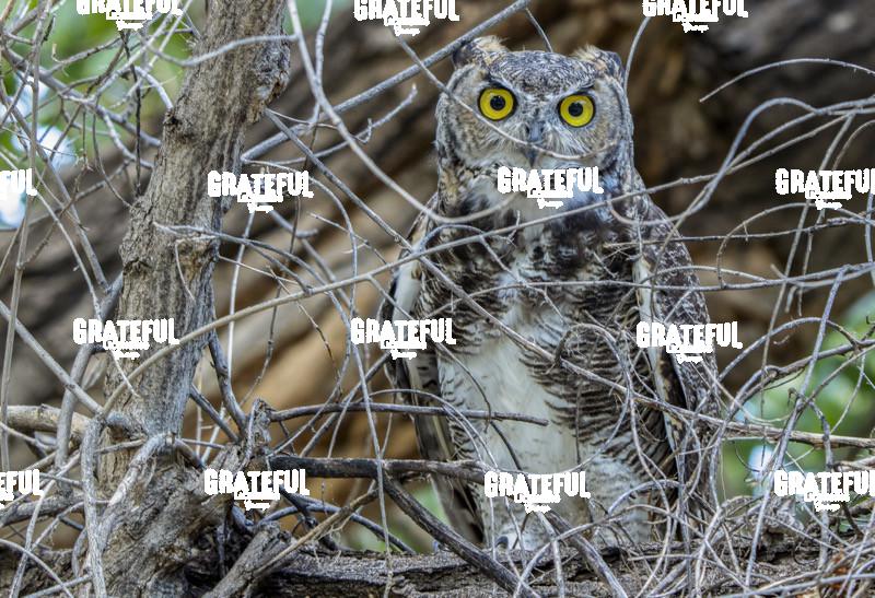 Young Great Horned Owl-1