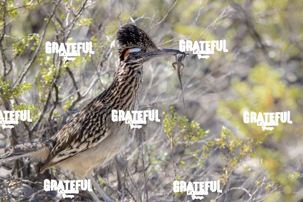 Roadrunner with Lizard-1