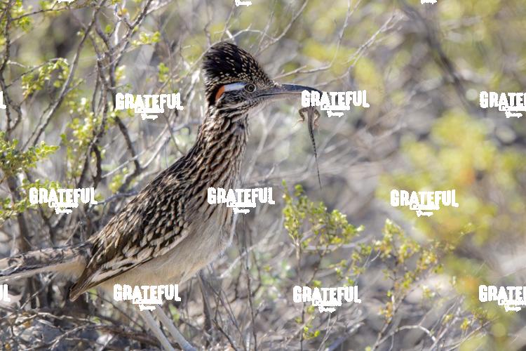 Roadrunner with Lizard-1