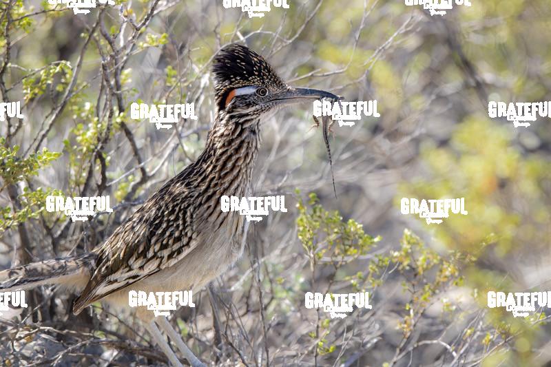 Roadrunner with Lizard-1
