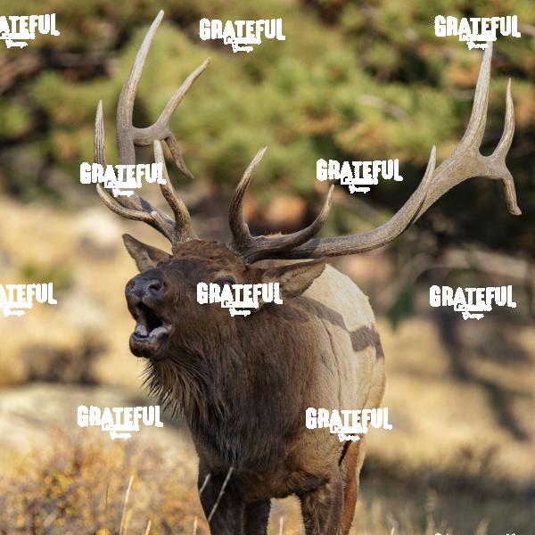 Elk Music Left-1