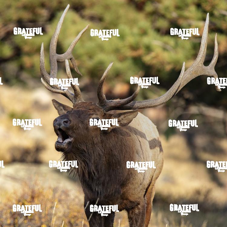 Elk Music Left-1