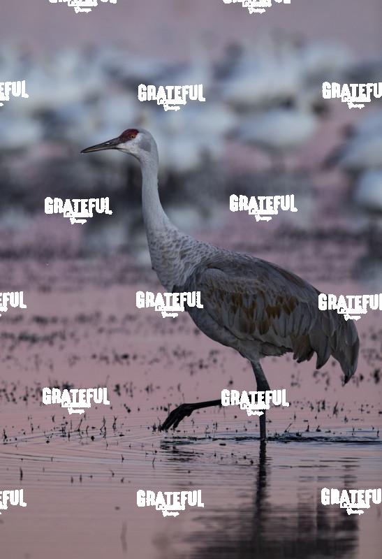 Sandhill Crane in the Gloaming 2-1