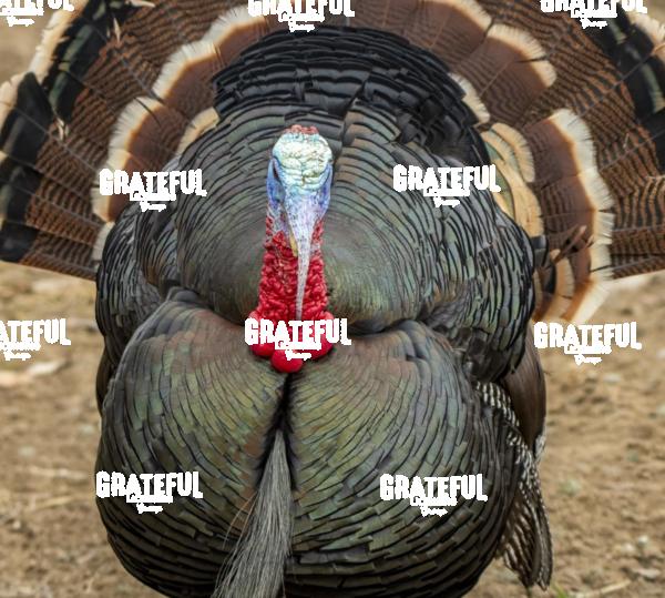 Tom Turkey-1