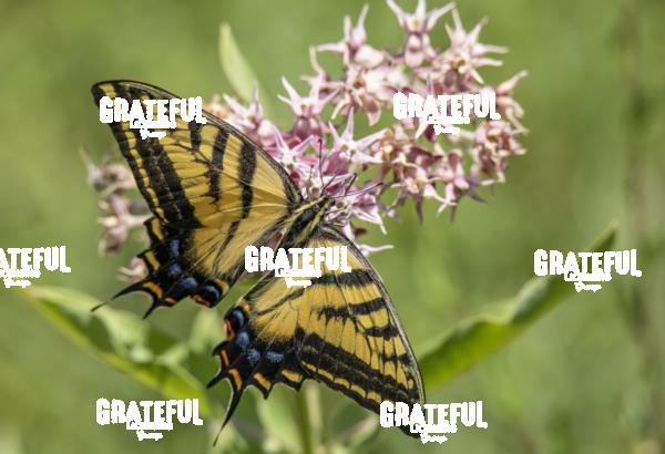 Tiger Swallowtail on Pink Flowers-1
