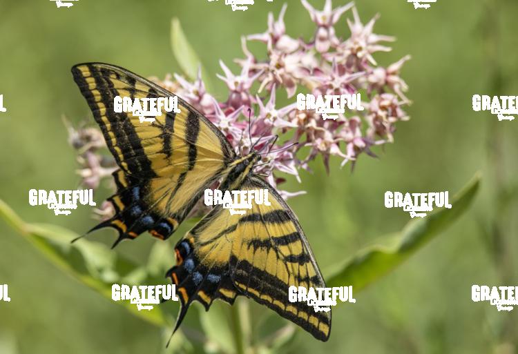 Tiger Swallowtail on Pink Flowers-1