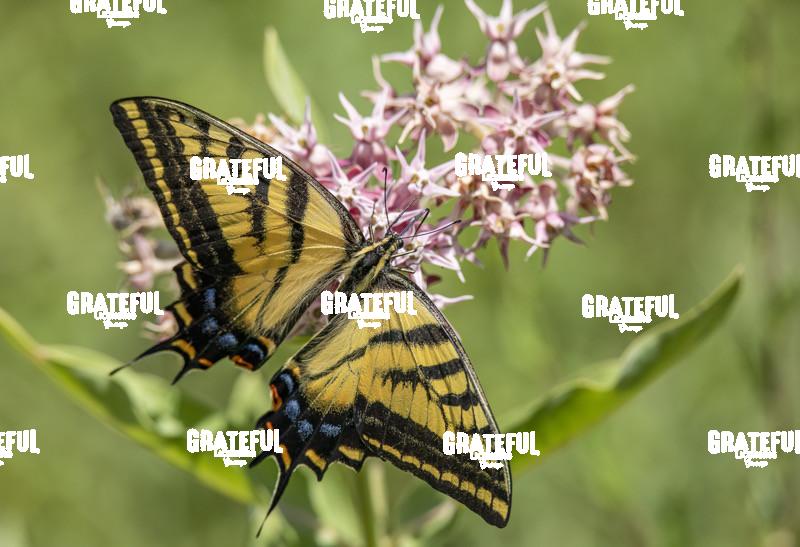 Tiger Swallowtail on Pink Flowers-1