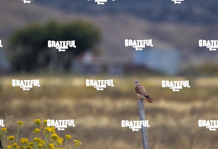 American Kestral-1