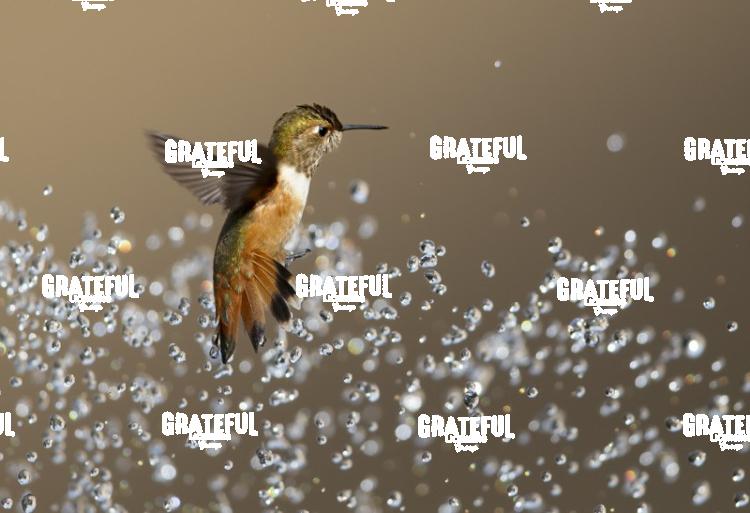 Rufous and Raindrops 4-1
