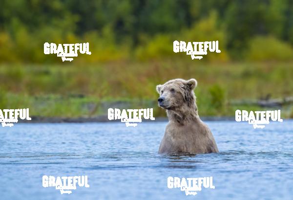 Brown Bear Standing in the River-1