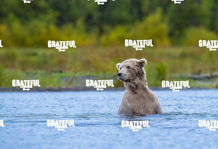 Brown Bear Standing in the River-1