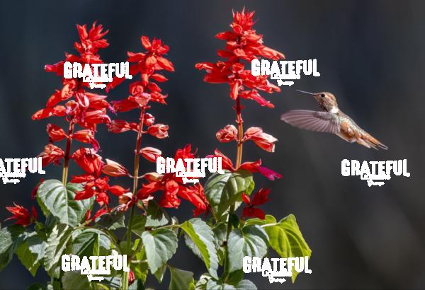 Rufous on Red Flower 3-1