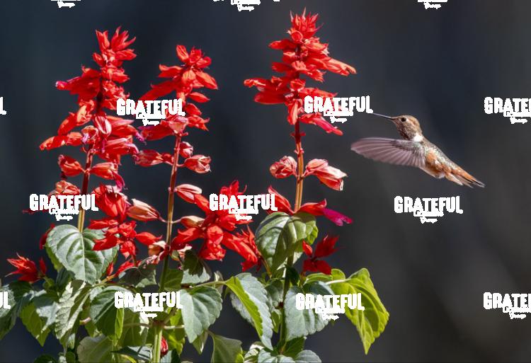 Rufous on Red Flower 3-1