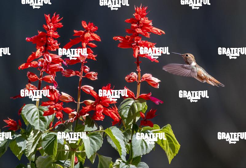 Rufous on Red Flower 3-1