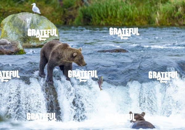 Bear and Salmon on Brooks Falls-1