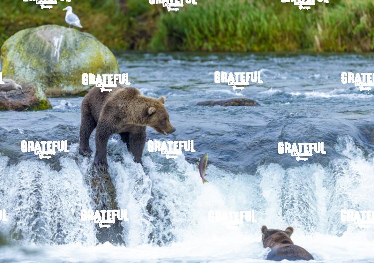 Bear and Salmon on Brooks Falls-1