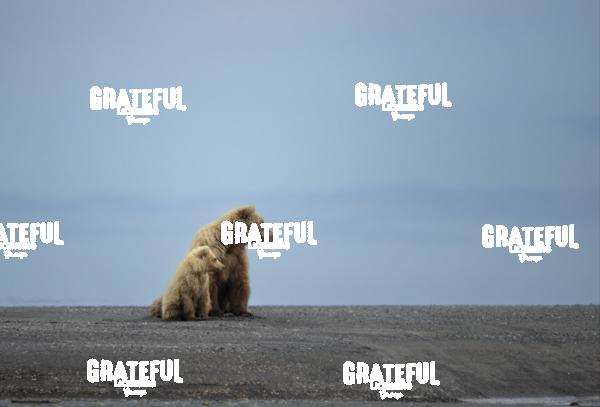 Brown Bear Sow and Cub on the Beach-1
