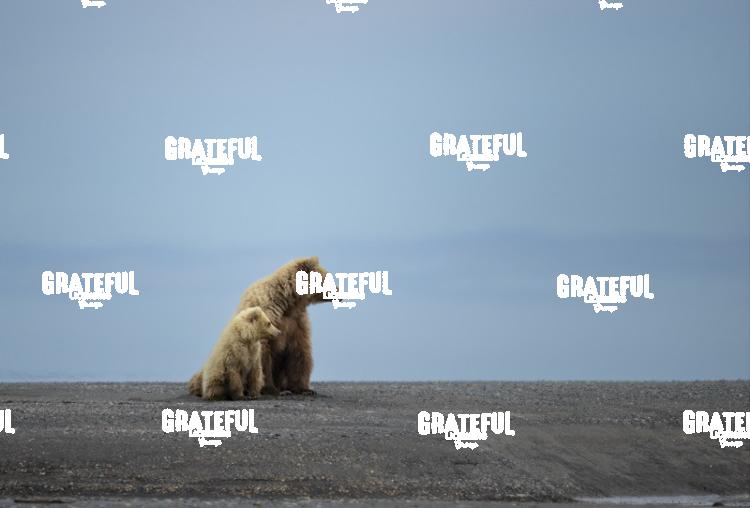 Brown Bear Sow and Cub on the Beach-1