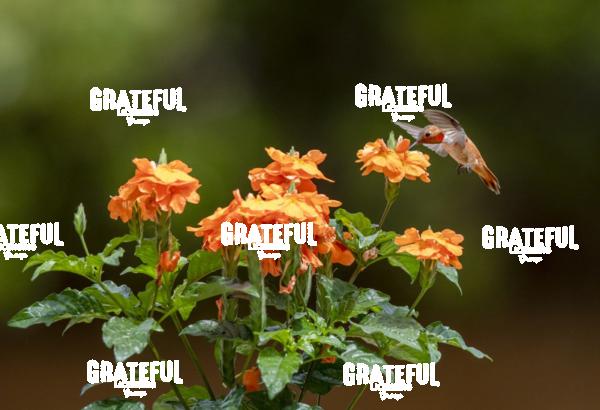 Broad-tailed Hummingbird on Orange Flower-1