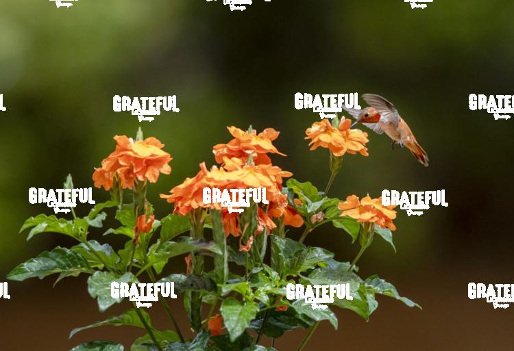 Broad-tailed Hummingbird on Orange Flower-1