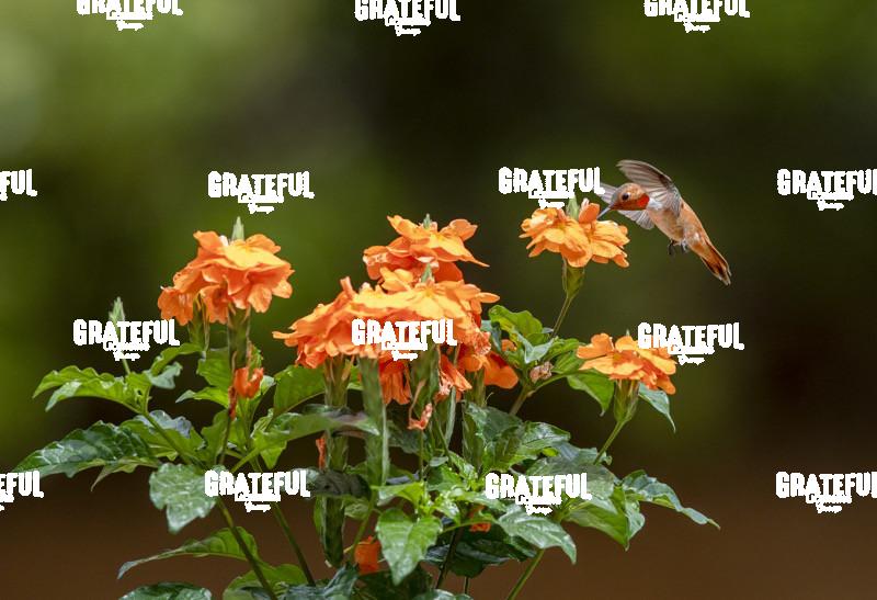 Broad-tailed Hummingbird on Orange Flower-1