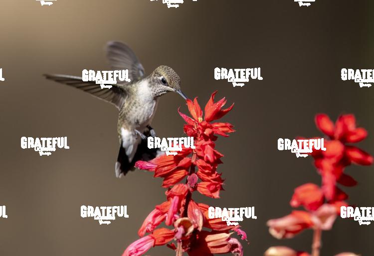 Rufous on Red Flower 5-1