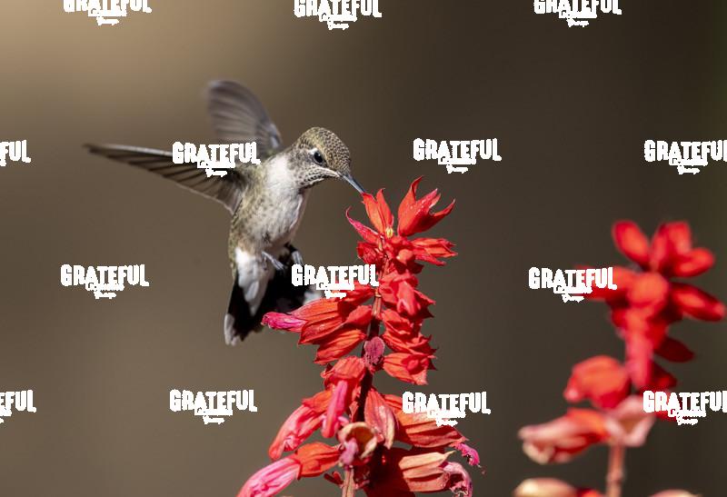 Rufous on Red Flower 5-1