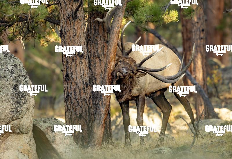 Bull Elk Rub-1