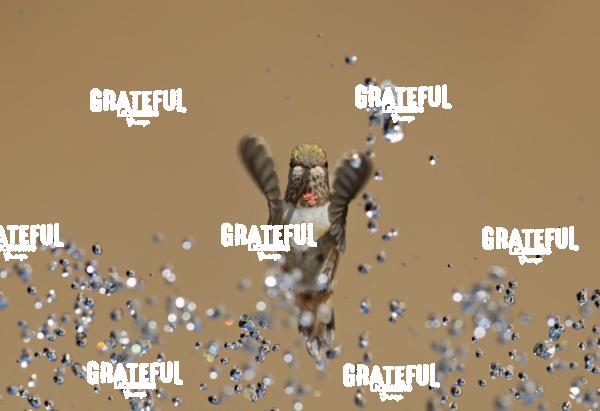 Rufous and Raindrops 7-1