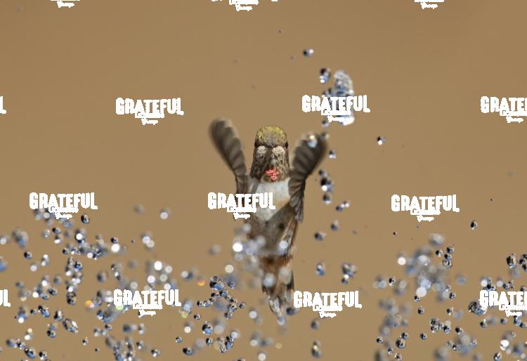 Rufous and Raindrops 7-1